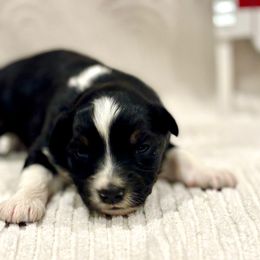 Laine - Black tri-color female Australian Shepherd puppy in Uvalda, Georgia from Happy Ours Australian Shepherds
