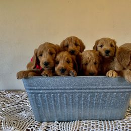 Goldendoodle Puppies from Mountainside Goldendoodle