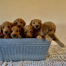 Goldendoodle Puppies from Mountainside Goldendoodle