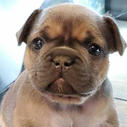 French Bulldogs from Oil Patch Frenchies