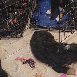 Australian Shepherd Puppies from Winsome Aussies