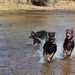 Doberman Pinscher All Grown Up from 7220 Doberman
