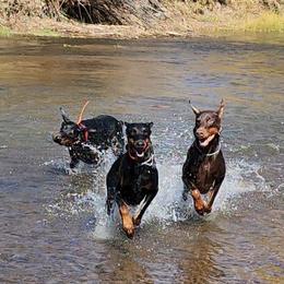 Doberman Pinscher All Grown Up from 7220 Doberman