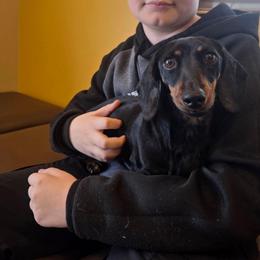 Betty - Dachshund