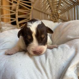 Cash - Red tri-color male Australian Shepherd puppy in Grants Pass, Oregon from Carmel Mountain Aussies