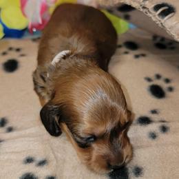 Atlas - Sable male Dachshund puppy in Terlton, Oklahoma from CLARK'S BREEDING PROGRAM