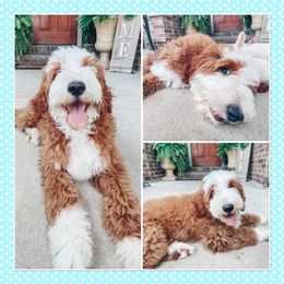 Goldendoodle Puppies from Halo Doodles