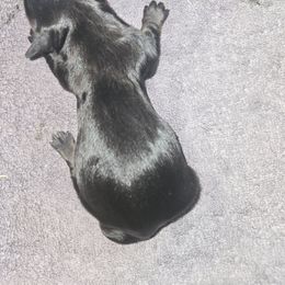 Girl 2 - Black and tan female Dachshund puppy in Wichita Falls, Texas from Desert Willow Dachshunds