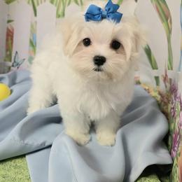 Vincent - White male Maltese puppy in Mercer, Pennsylvania from Stone Ridge Maltese
