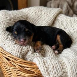 Nova - Black and tan female Cavapoo puppy in Salt Lake City, Utah from SunnySide Mini Doodles
