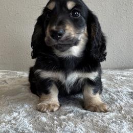 Chihuahua and Dachshund Puppies from Farm House miniatures