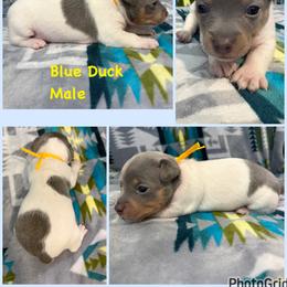 Blue Duck - White and silver male Teddy Roosevelt Terrier puppy in Farmersville, Texas from The Oasis Teddy Roosevelt Terriers