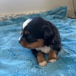 Chicky - Black tri male Toy Australian Shepherd puppy in Norco, California from River Springs Aussies
