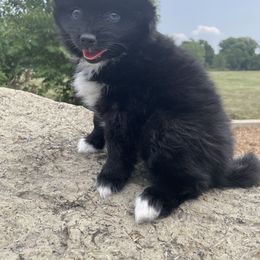 Pomsky Puppies from Guccio’s Pomsky’s and Stud Services