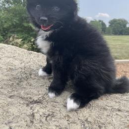 Pomsky Puppies from Guccio’s Pomsky’s and Stud Services
