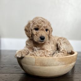 Goldendoodle Puppies from Snugglesndoodles
