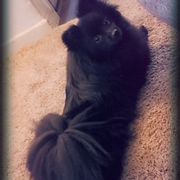 Pepper - Pomeranian