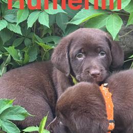 Anita - Chocolate female Labrador Retriever puppy in Silver Springs, New York from Humehill
