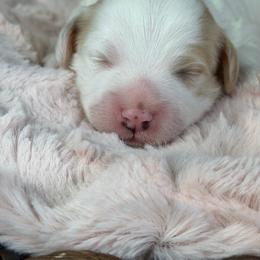 Patches - Chocolate and white male Havapoo puppy in Spokane, Washington from Havaluv Puppies