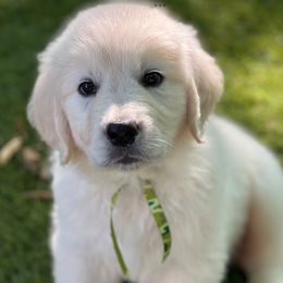 Mr. Camo - Light golden male Golden Retriever puppy in Lawrenceburg, Tennessee from Summerland Goldens