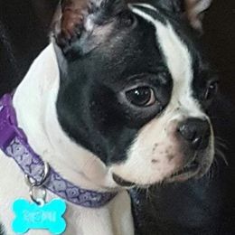 Remi - Boston Terrier