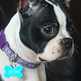 Remi - Boston Terrier