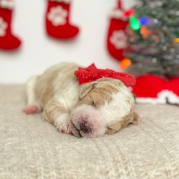 Glinda - Parti female Poodle puppy in Bellville, Ohio from Cedar Ridge Standard Poodles