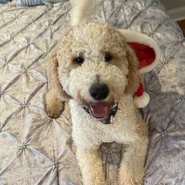 Apollo - Goldendoodle