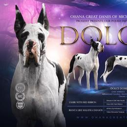 Dolce - Great Dane