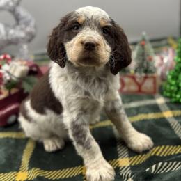Holly - Tri-Roan female English Springer Spaniel puppy in Rogers, Ohio from StoneyBrook Setters