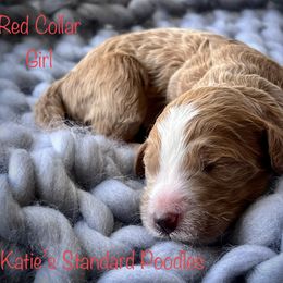 Poodle Puppies from Katie’s Standard Poodles