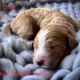 Poodle Puppies from Katie’s Standard Poodles