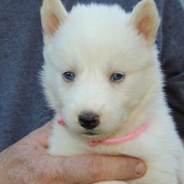 Pomsky and Siberian Husky Puppies from Beastly Beauties Huskies & Pomskies