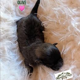 Olive - Cream sable female Pomeranian puppy in Granby, Colorado from Marostica Paws