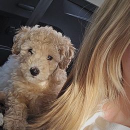 Joey - Apricot Poodle puppy in Sonora, Kentucky from Little Land of Puppies
