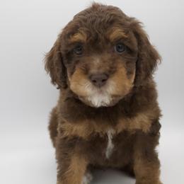 No tag - Phantom female Goldendoodle puppy in Medina, Ohio from Farmer Doodles
