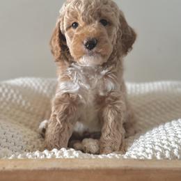 Bernedoodle, Goldendoodle, and Poodle Puppies from Central Valley Canine Companions