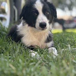 English Shepherd Puppies from Organic Heritage English Shepherds