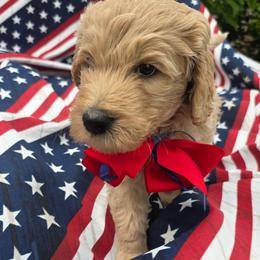 Shiloh - Cream male Goldendoodle puppy in Summerfield, North Carolina from Lila's Teddybear Goldendoodles