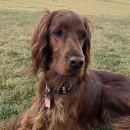 Irish Setters from McClellan Setters