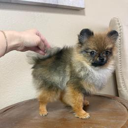 Little sir - Orange sable male Pomeranian puppy in Phoenix, Arizona from Luxpomz