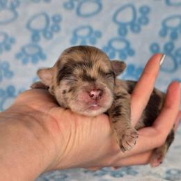 Piglet - Chocolate and white male Chihuahua puppy in West New York, New Jersey from Pixie’s Magical Puppies