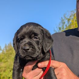 Labrador Retriever Puppies from Linderman Labs