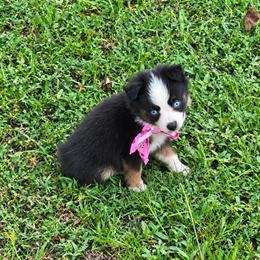 Girl 1 - Black tri female Toy Australian Shepherd puppy in Puryear, Tennessee from A&W Toy Aussies