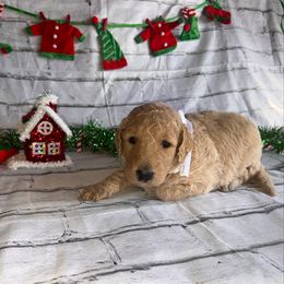 Dancer - Caramel ice male Labradoodle puppy in Monticello, Georgia from Daylin’s Doodles & Labradors
