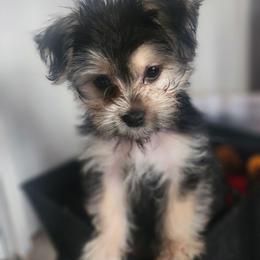 Prince - Black and tan male Yorkipoo puppy in The Villages, Florida from My Precious Pups