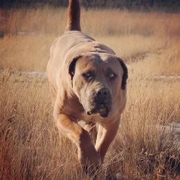 Gunner - Boerboel