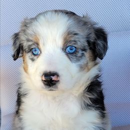 Lina Australian Shepherd - Blue merle female Australian Shepherd puppy in Limestone, Tennessee from Pilot Hill Teddy Bear Puppies