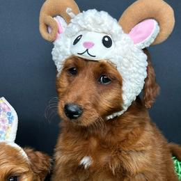 Blast - Red  male Goldendoodle puppy in Lake City, Florida from North Florida Poodles and Doodles