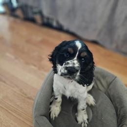 Buddy(pink) AKC - Black white and tan male Cocker Spaniel puppy in Midlothian, Virginia from Swift Creek Cocker Spaniels